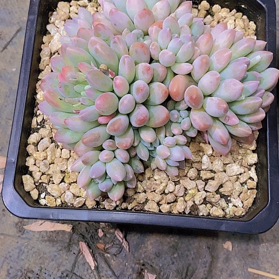 雨**菲奶糖多肉植物