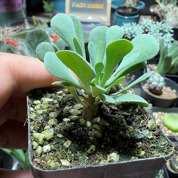 625黑鬼殿厚敦菊带盆发货一个随机