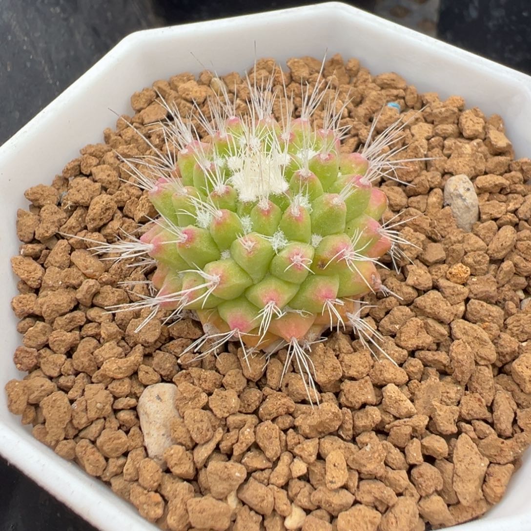 M***哥实生根皓雪玉多肉植物带盆土