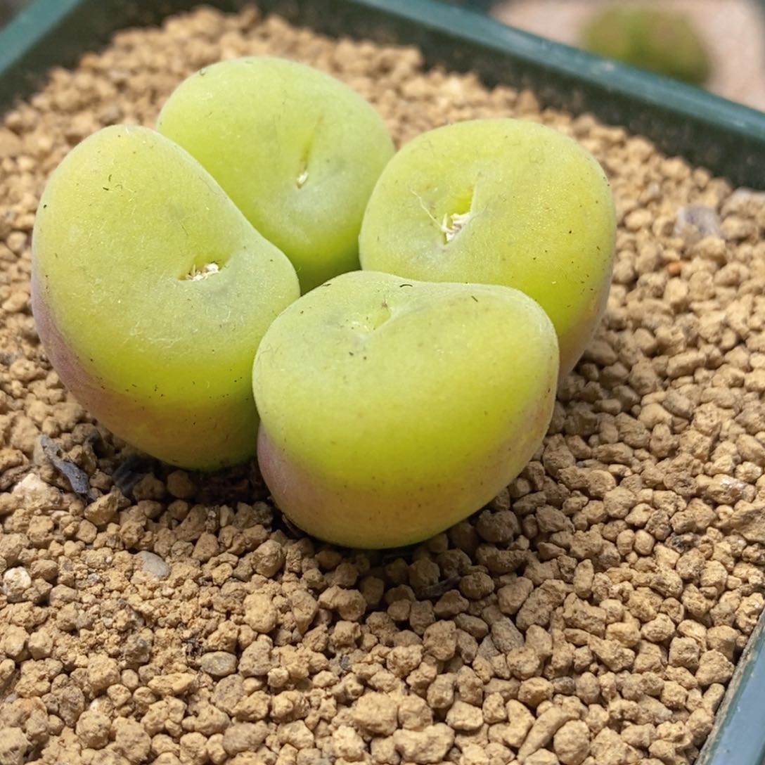 四头空卡佛四头空卡佛