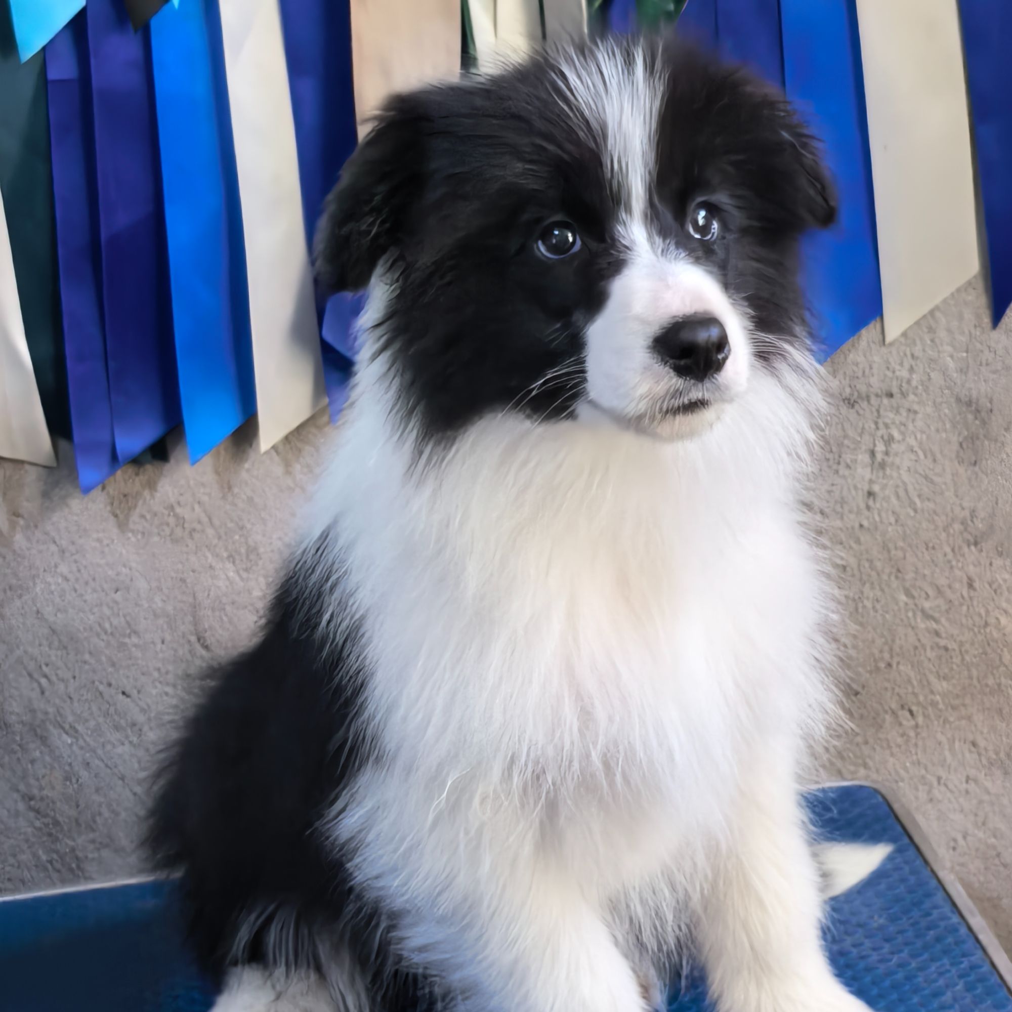 赛级边牧（登录冠军）（超级冠军）幼犬狗狗宠物