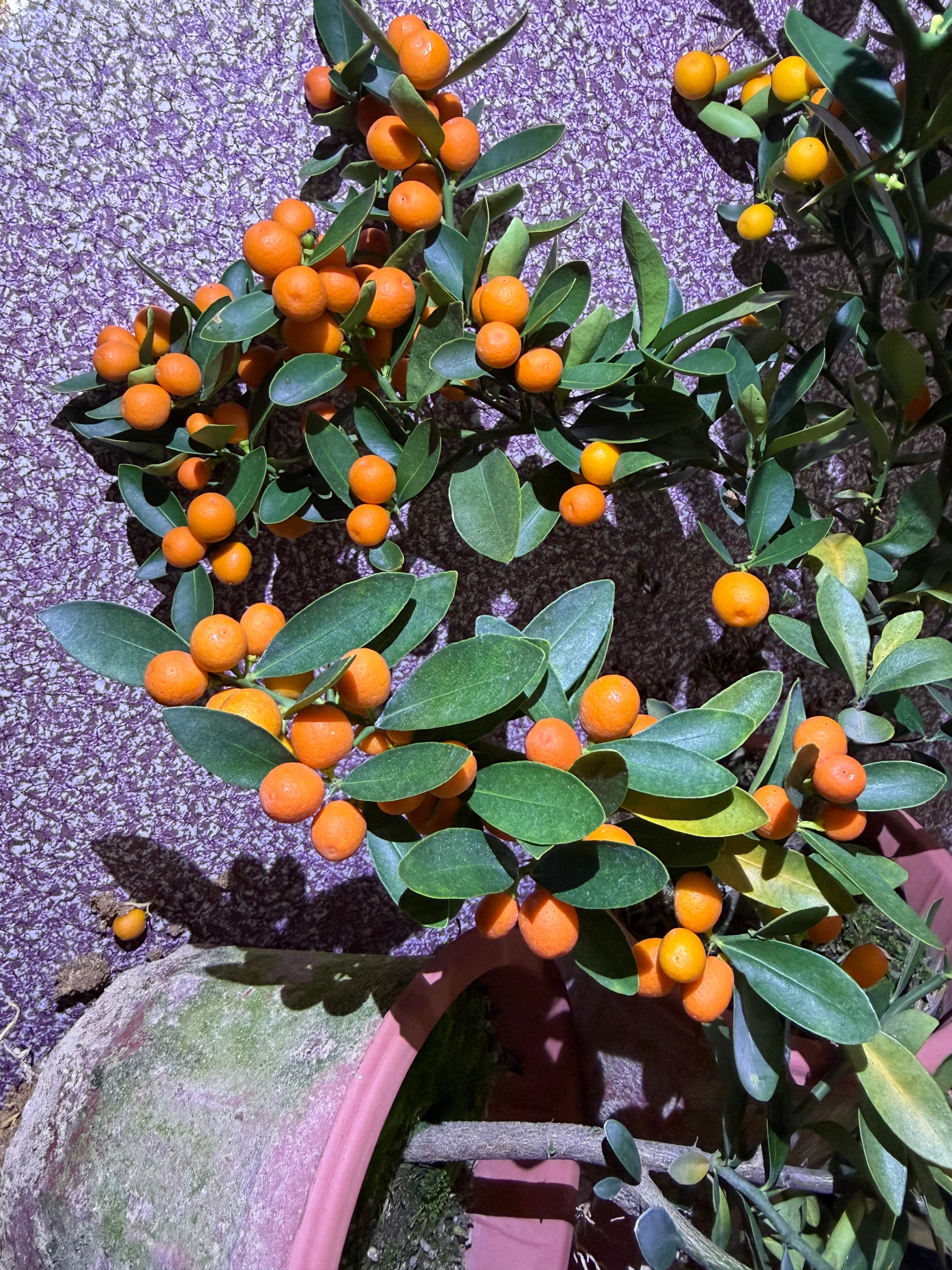 福豆四季观赏盆栽适合客厅桌面摆放