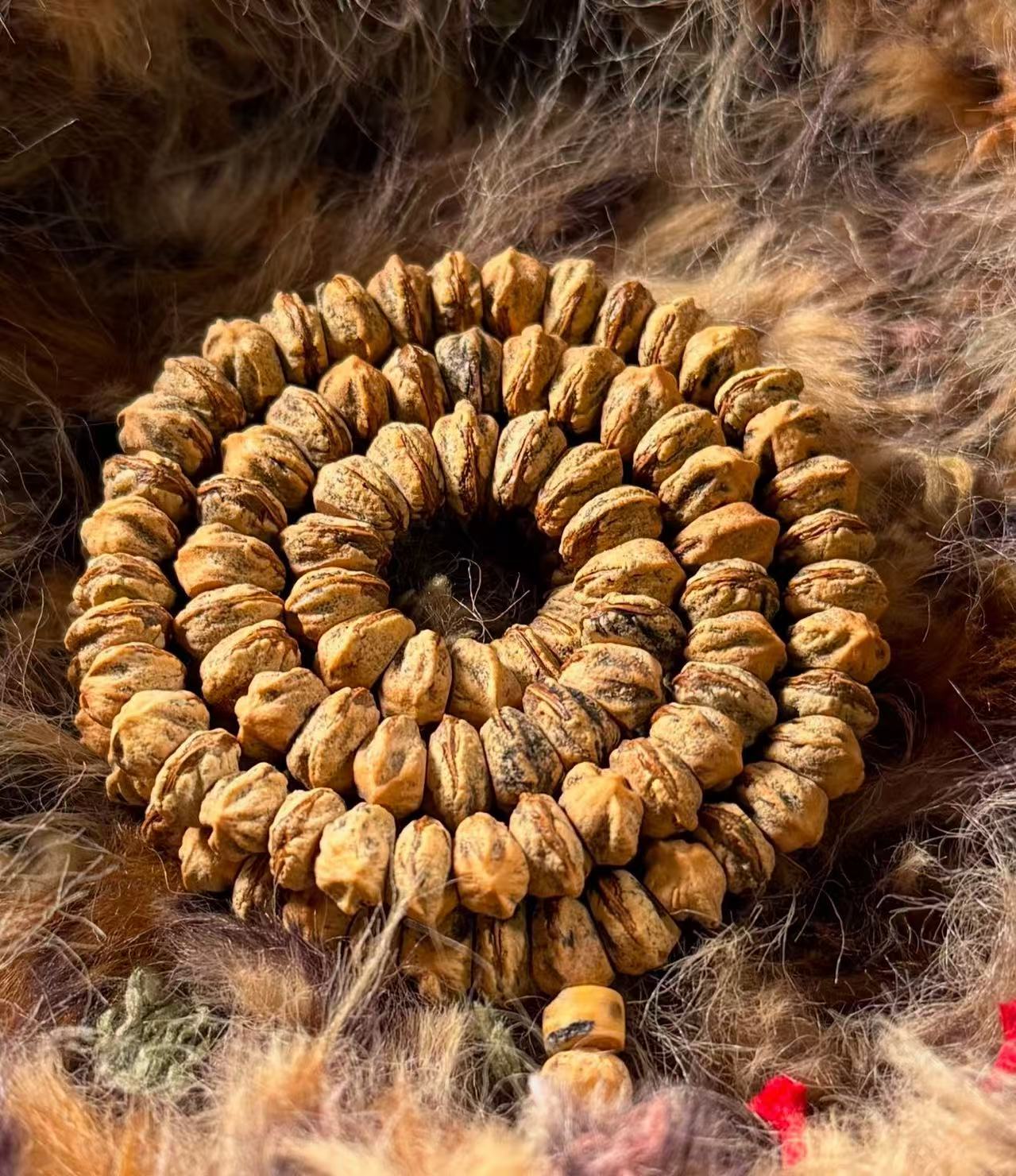 【流沙】热振红芽藏切