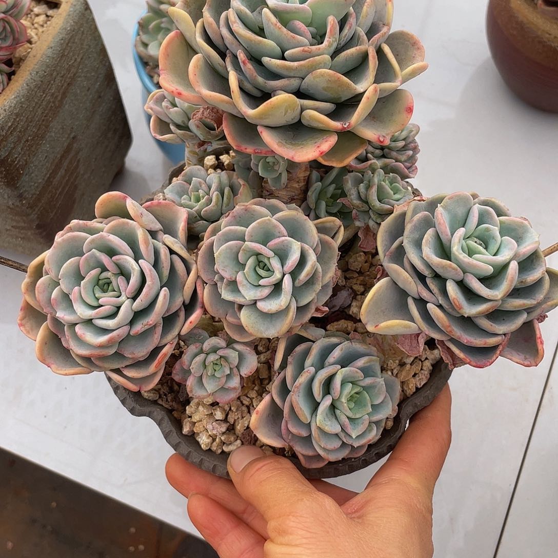 美尻8 多肉多肉多肉