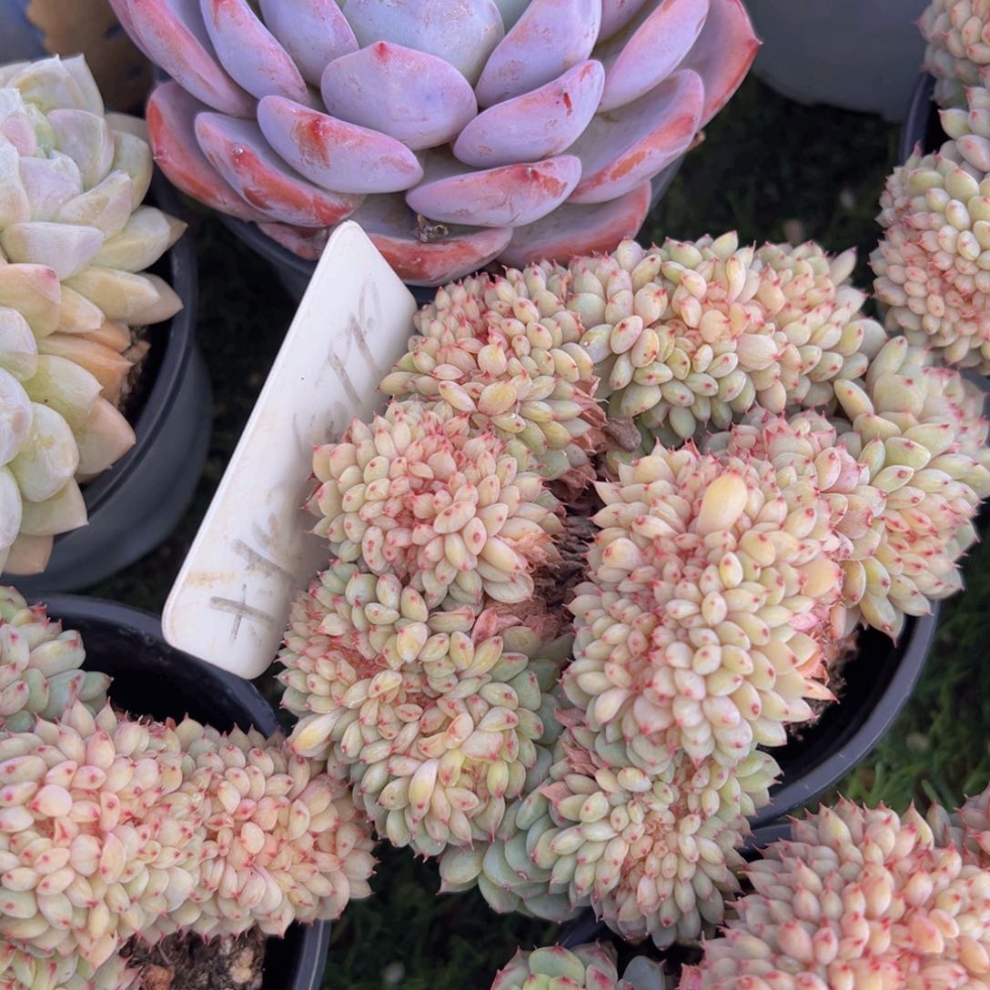 香玉的故事是一个人的故事吗