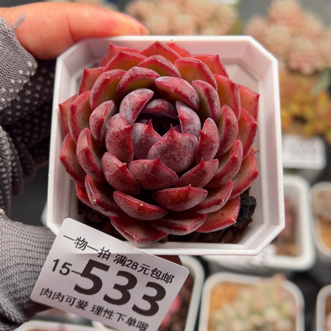 蓝莓多肉多肉多肉多肉