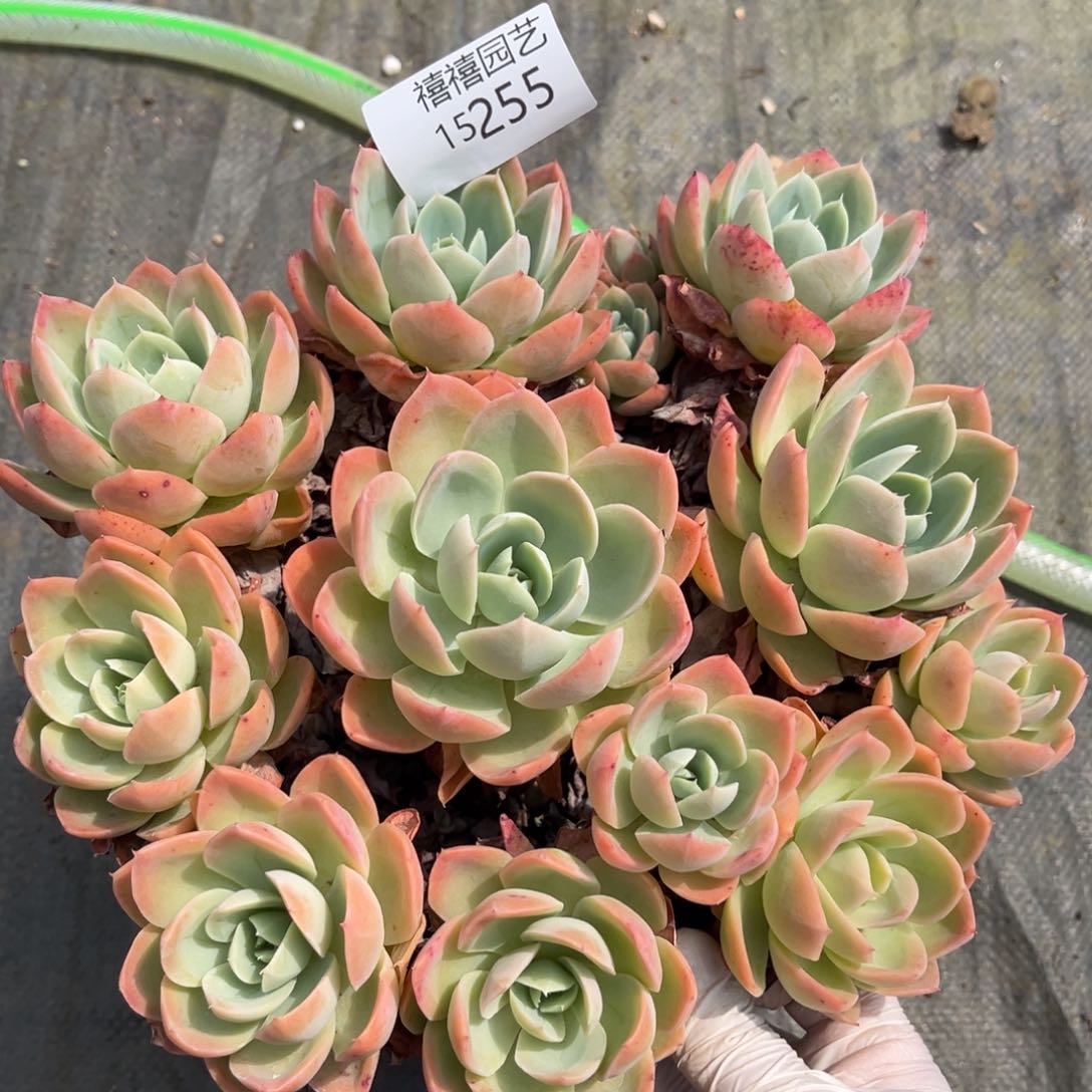 15255丝绸群多肉植物