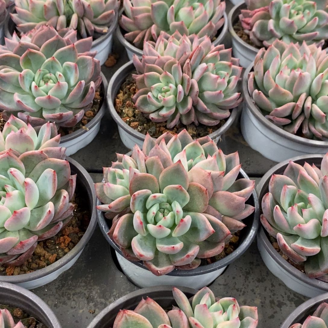 32。法兰西玫瑰。双头起