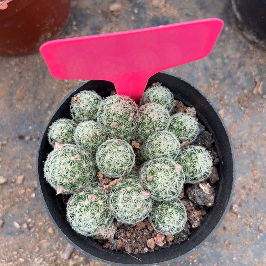 小***丶 零零落落 零零落落