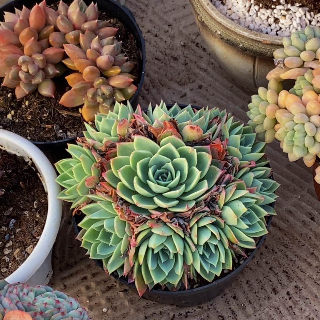 哭****已58包邮一物一拍多肉植物