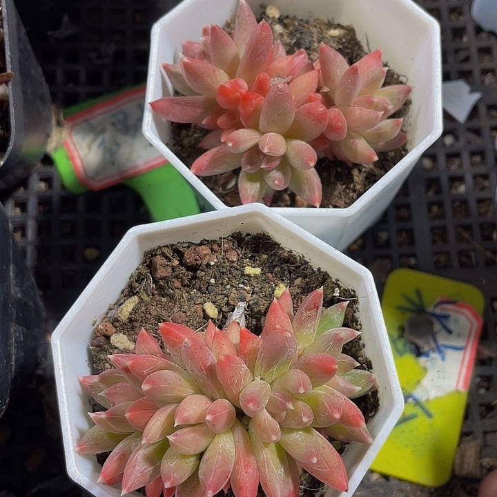 糖抓群带盆土发货