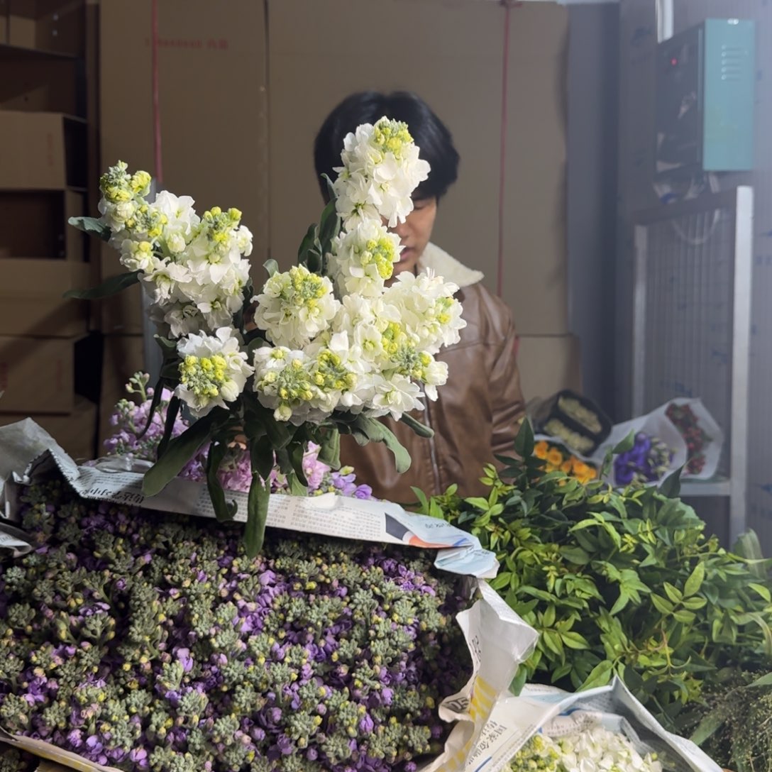 白色紫罗兰2扎。 不售后