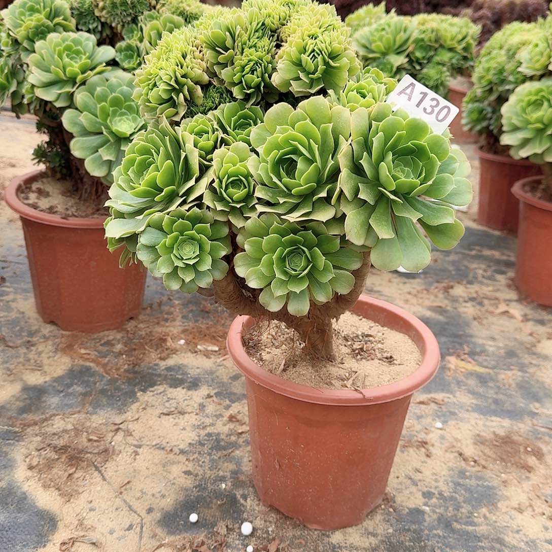 130绿有伤在土里一颗