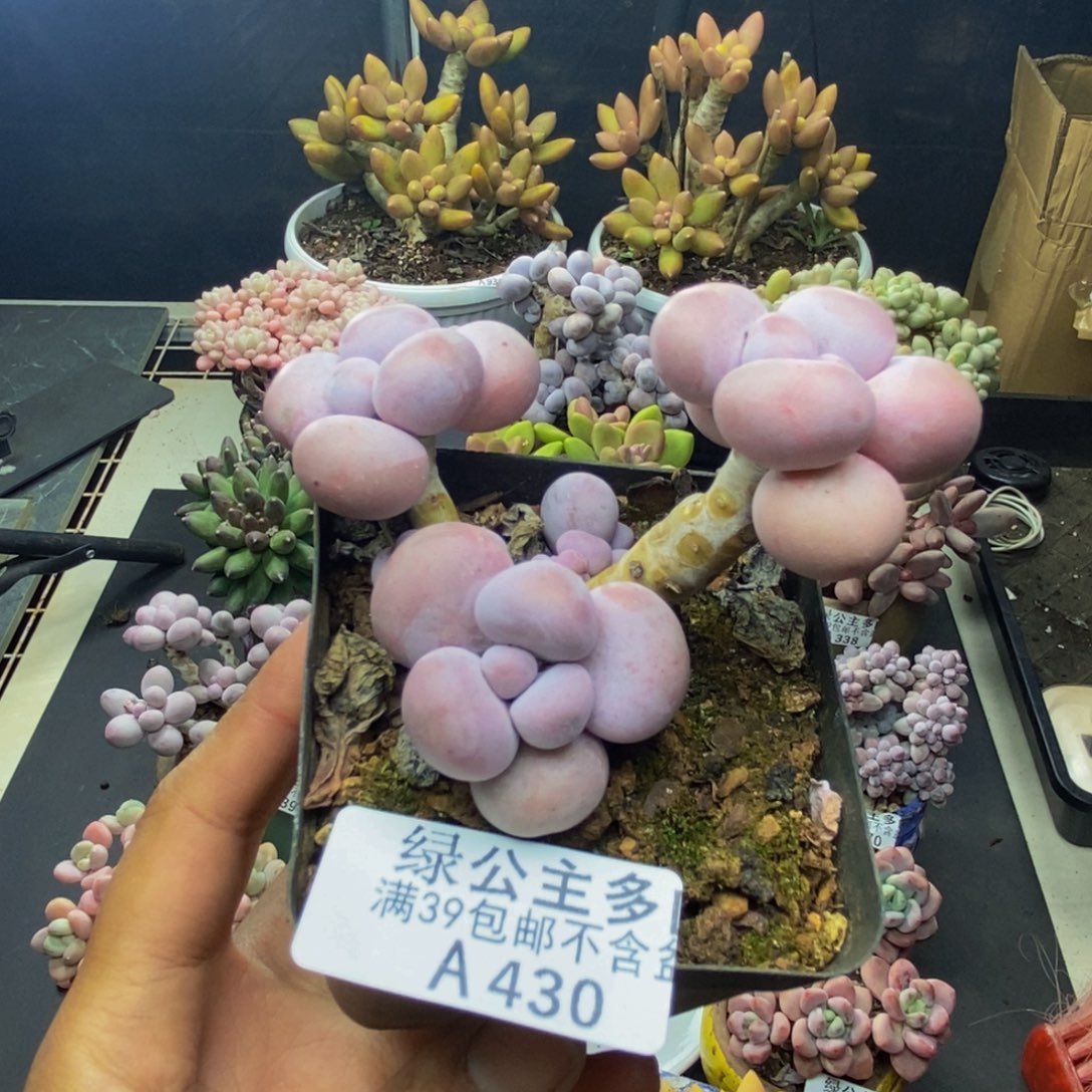 430芭比奶多肉7c m