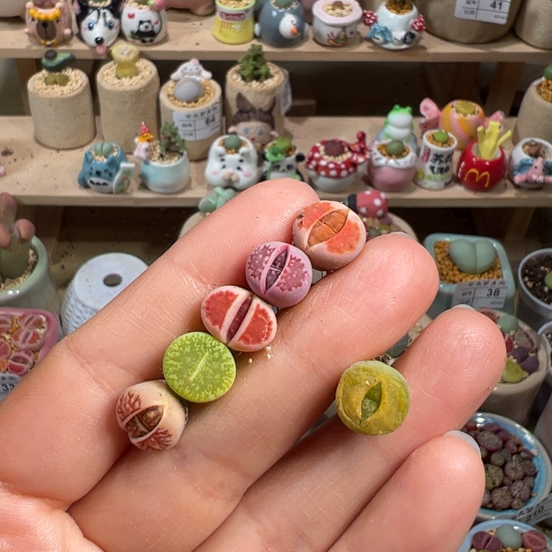 多肉植物77号一手