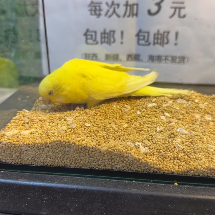 虎皮鹦鹉大头虎皮鹦鹉