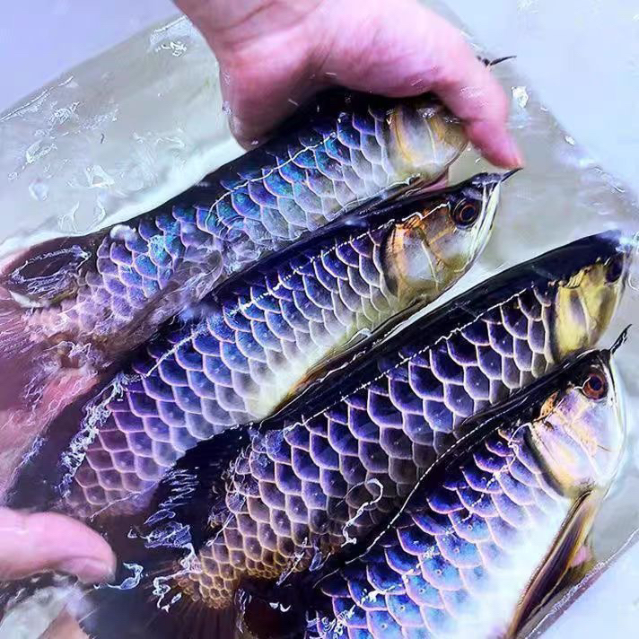 金龙鱼活鱼古典蓝底金头过背金龙鱼苗练手背金龙淡水热带观赏鱼