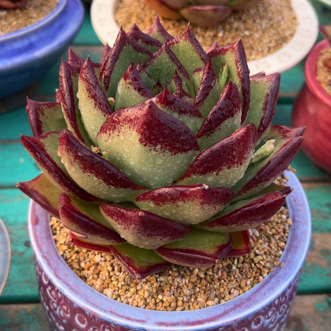 多肉一物一拍0223.149