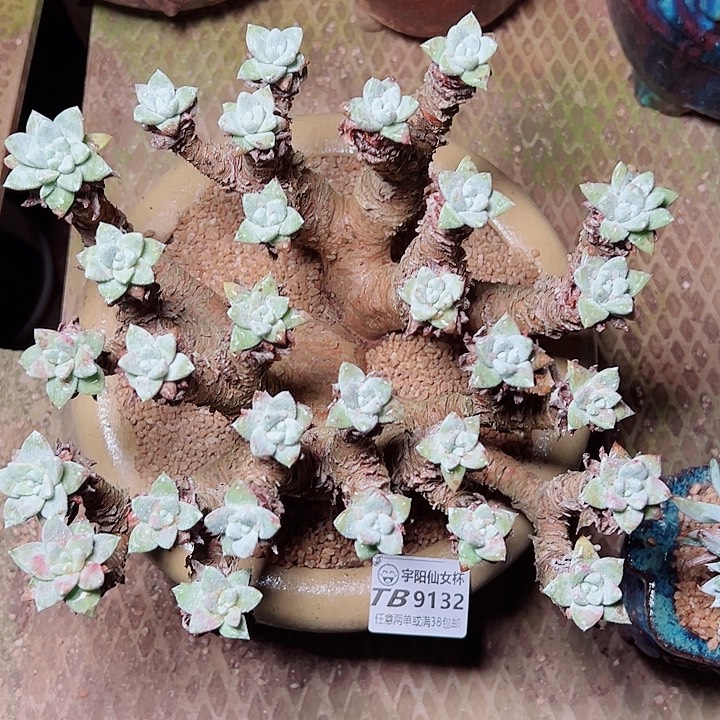 9132白姆仙女杯多肉