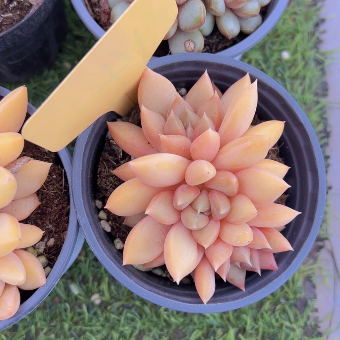 香玉的故事是一个人的