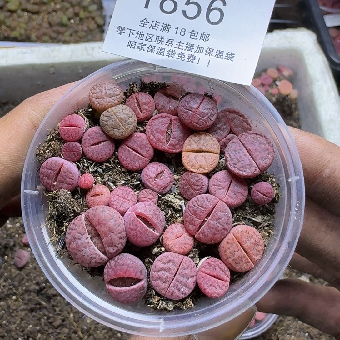 1857哈哈哈哈哈哈哈