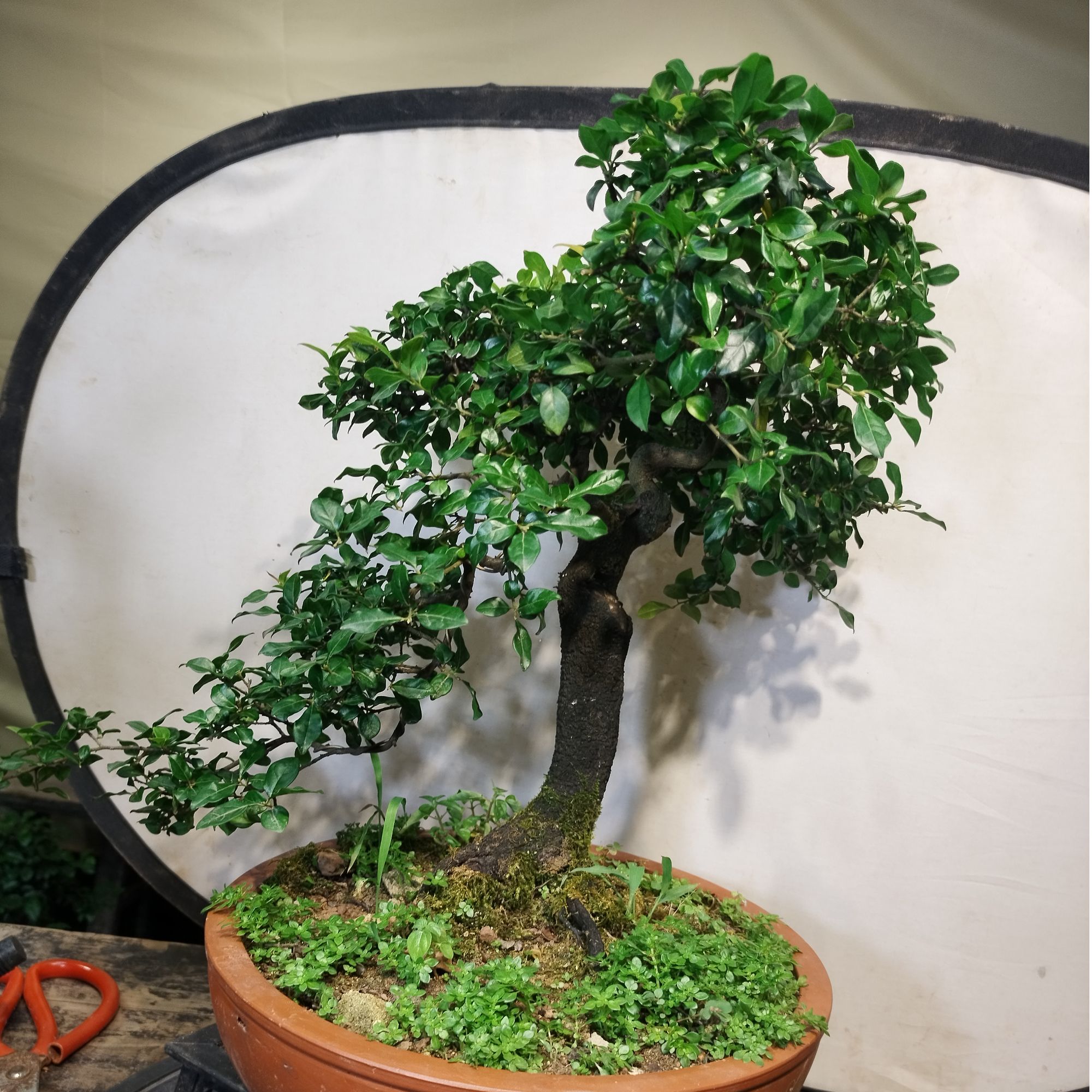 金弹子瓶兰花盆景素材（巧花坊）