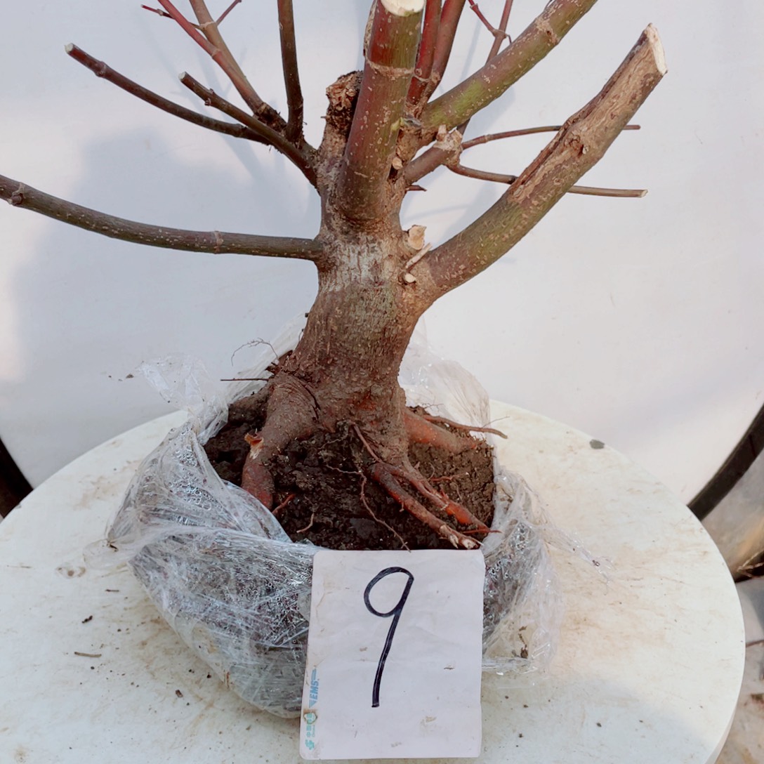 孤***货无花朵出星星老桩