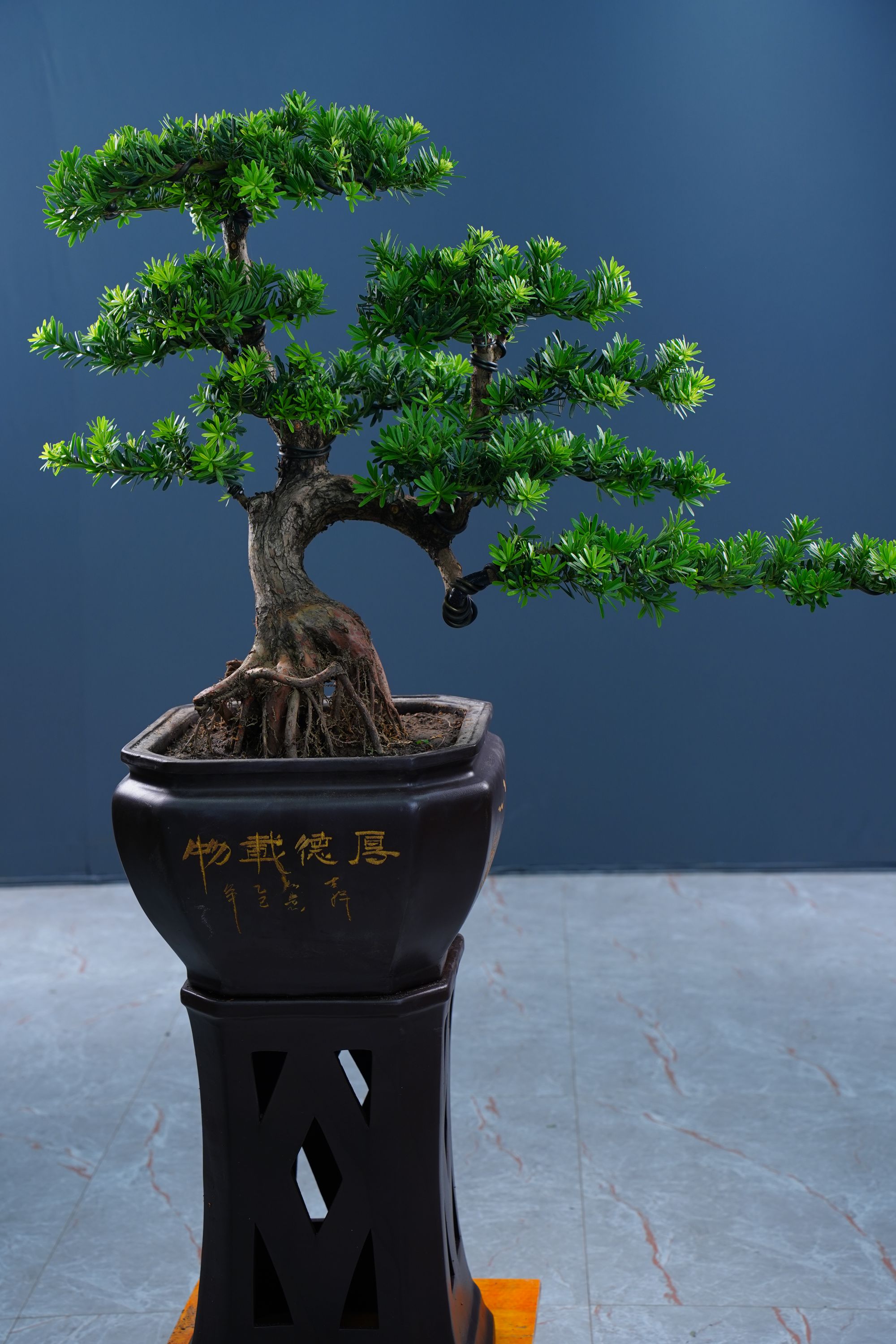 【一物一拍】金钻罗汉松室内庭院高端落地盆景耐养绿植