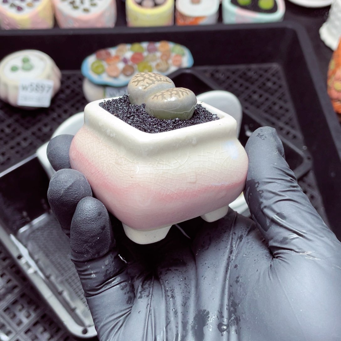 w5898--带盆土发货，零下地区拍保温箱