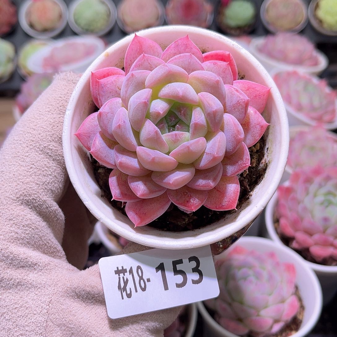 花利美18-153白桃汽水