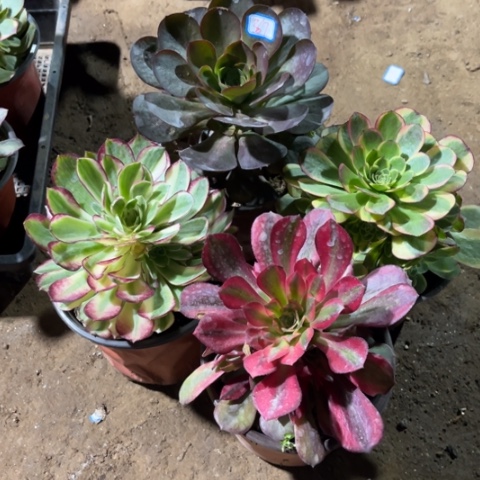 367多肉植物组合