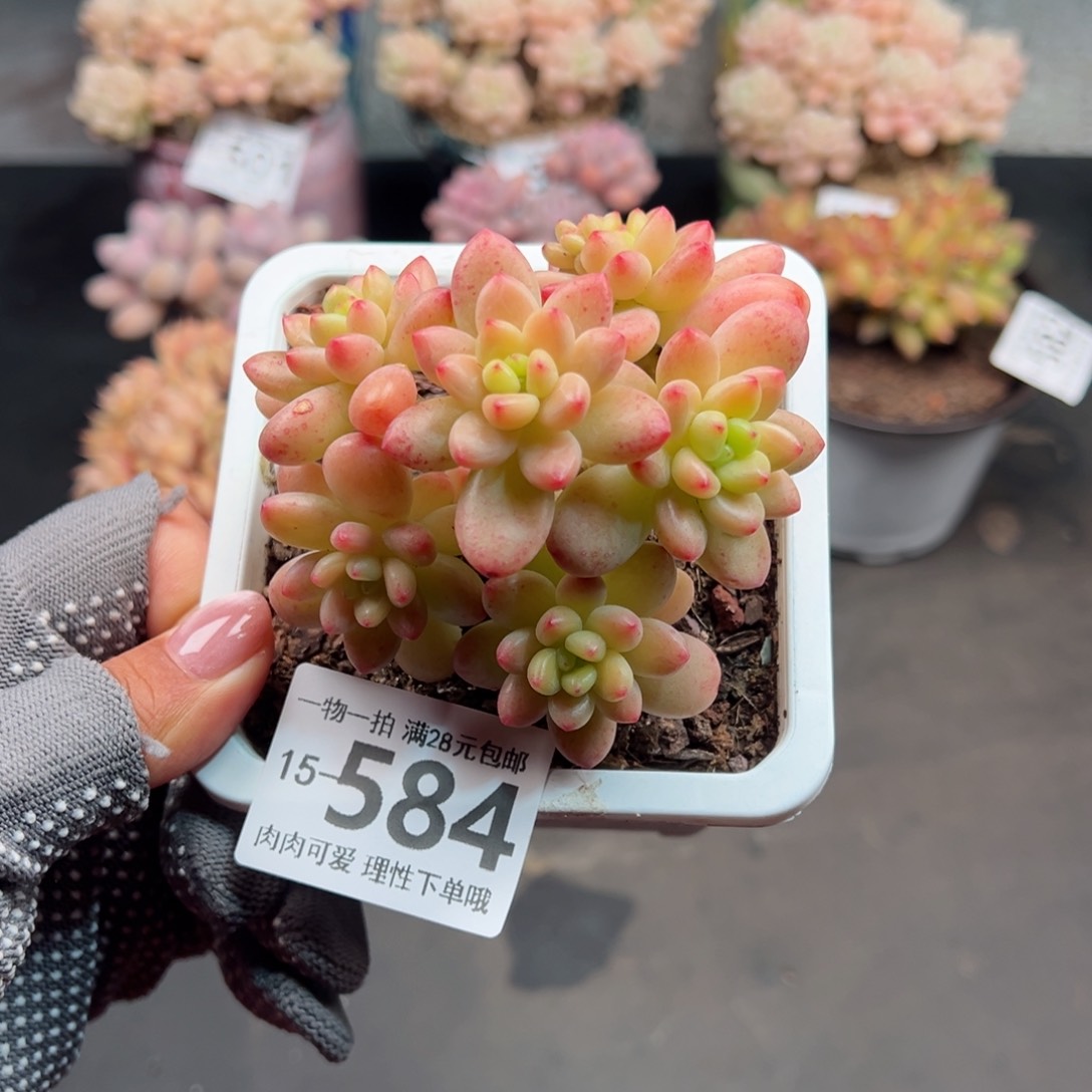 香格里拉多肉多肉多肉多肉多肉