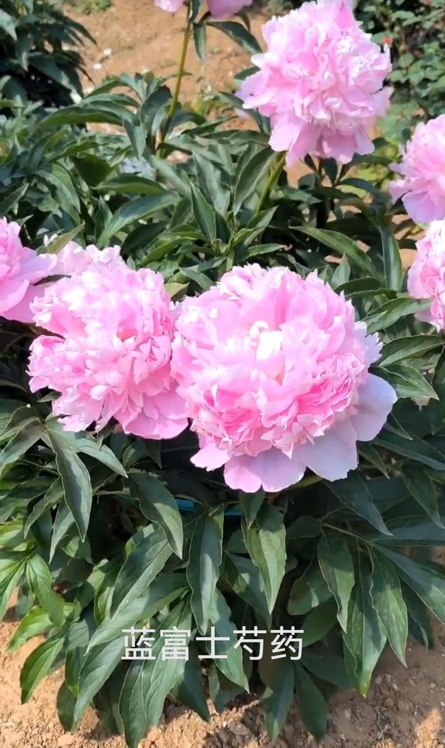 蓝福士进口芍药。先发肥料秋后发苗