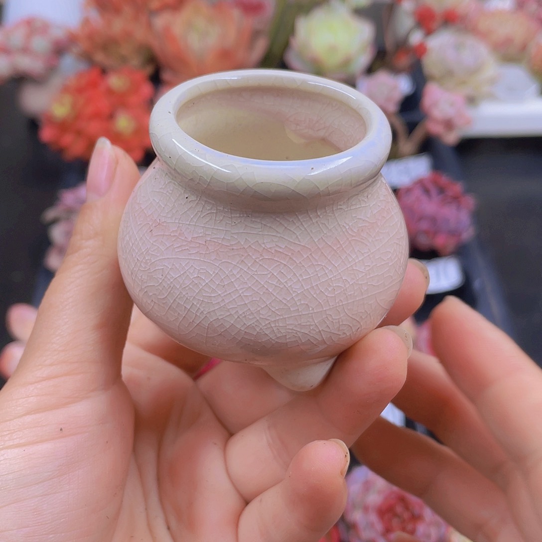 多肉无土栽培多肉