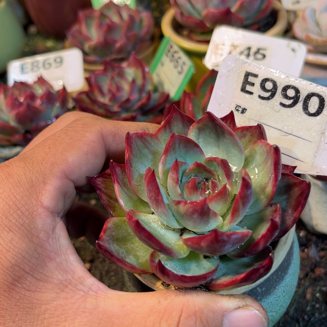 惊鸿一瞥990号多肉