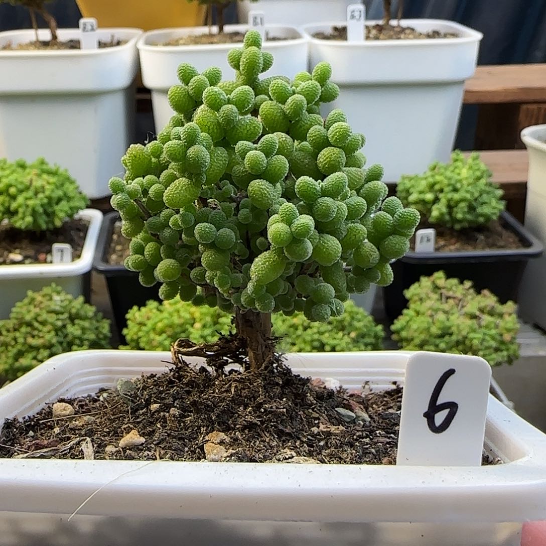 金桔糖球一物一拍