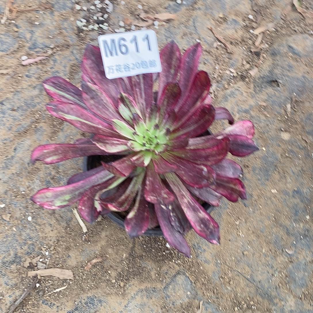 611繁花多肉植物