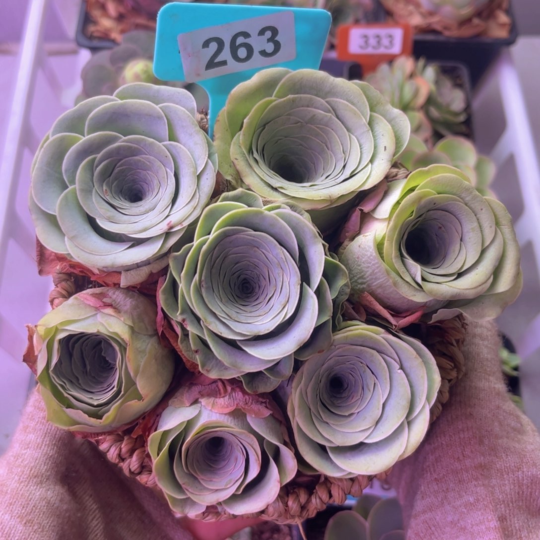 玫瑰花篮一物一拍263 7颗
