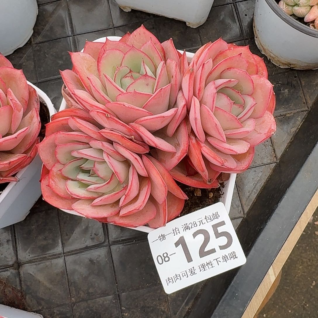 牡丹亭无盆土发货无