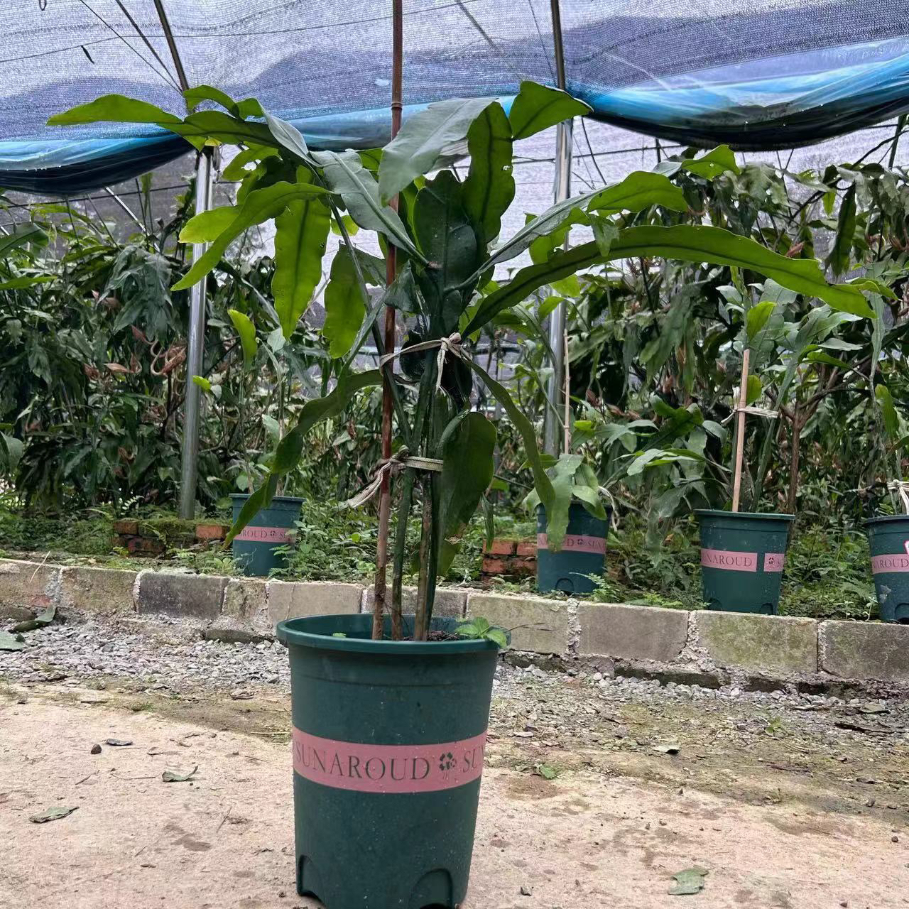 大叶昙花半价专拍
