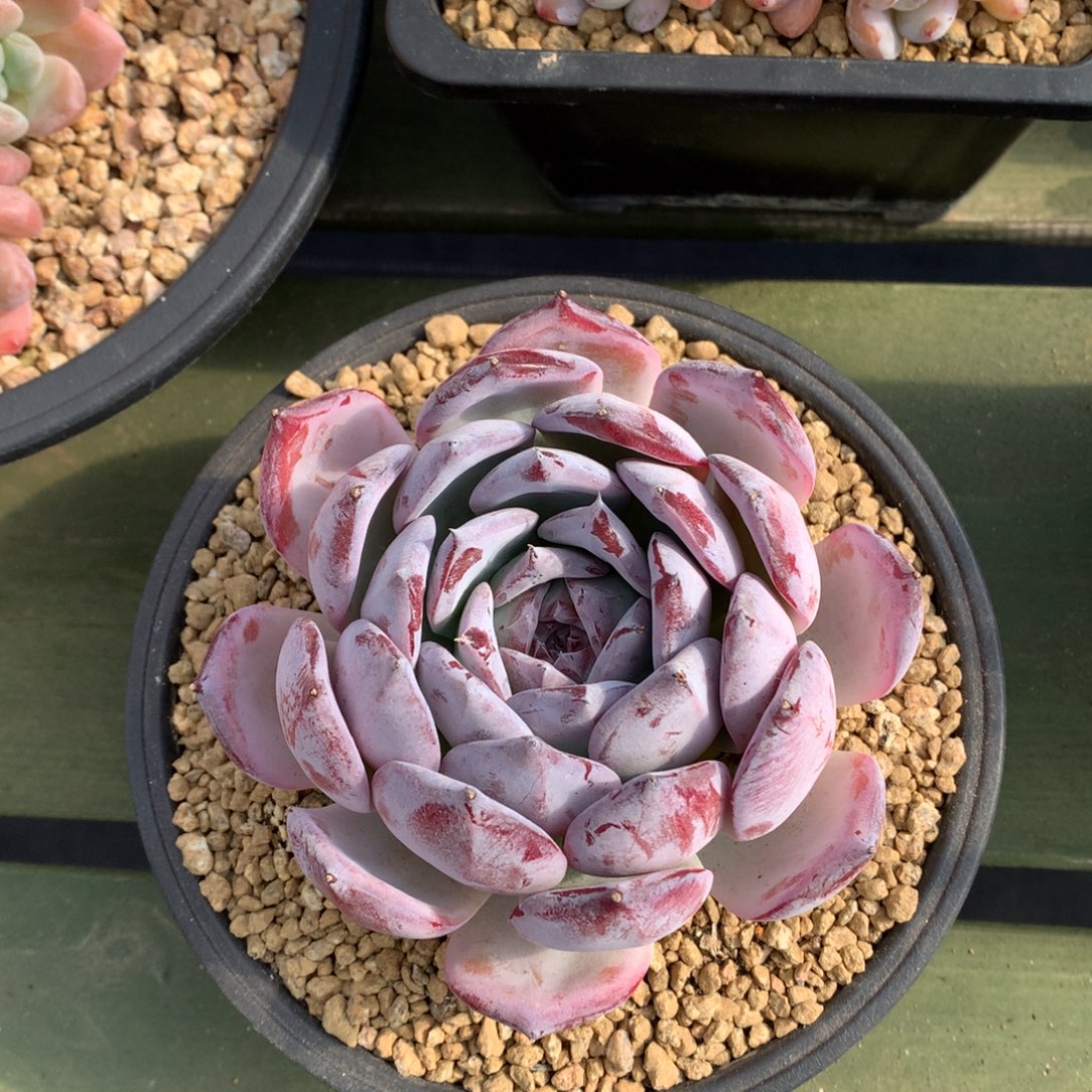 紫卡 单头 一颗     