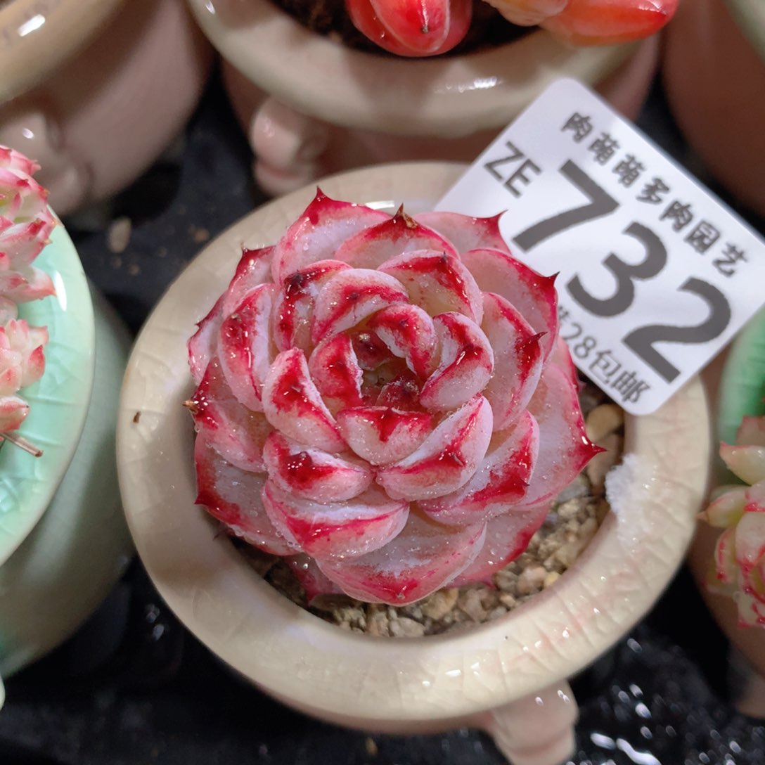 5CM拇指盆精控多肉ZE732