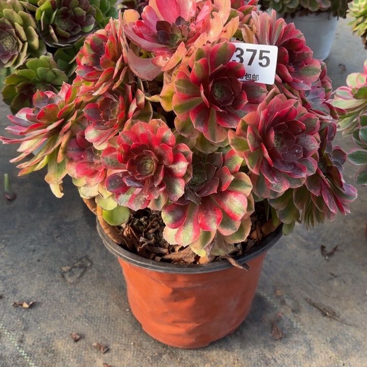 瑞妈，，。。。。。。375雨荷。