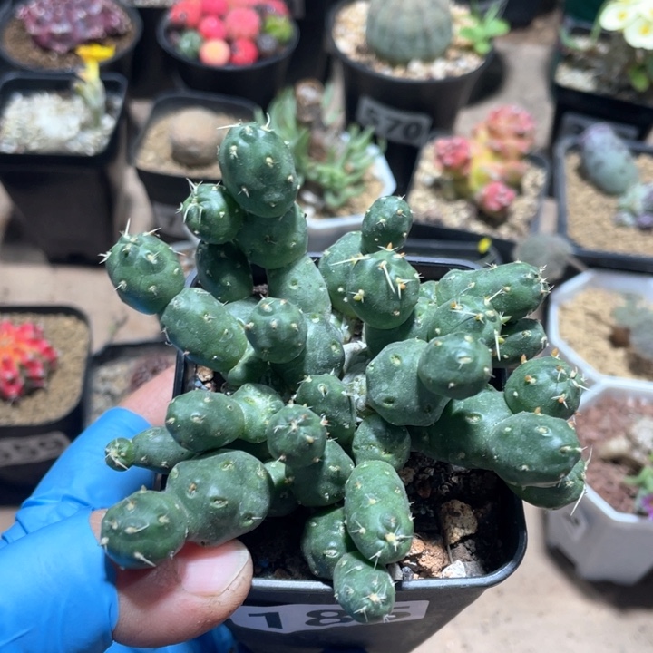 185骑兵团扇仙人球