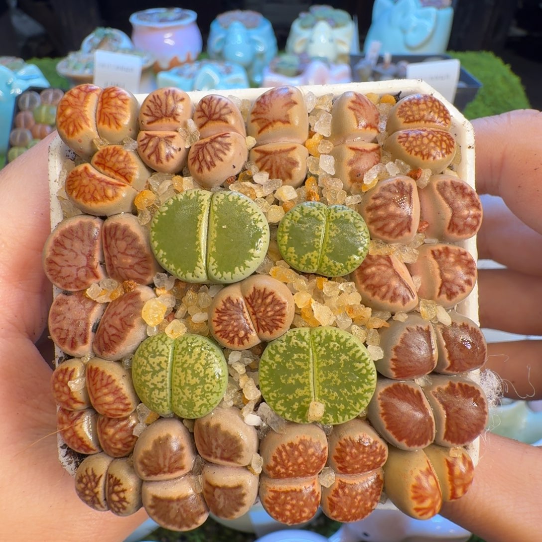 多肉植物和植物的1331