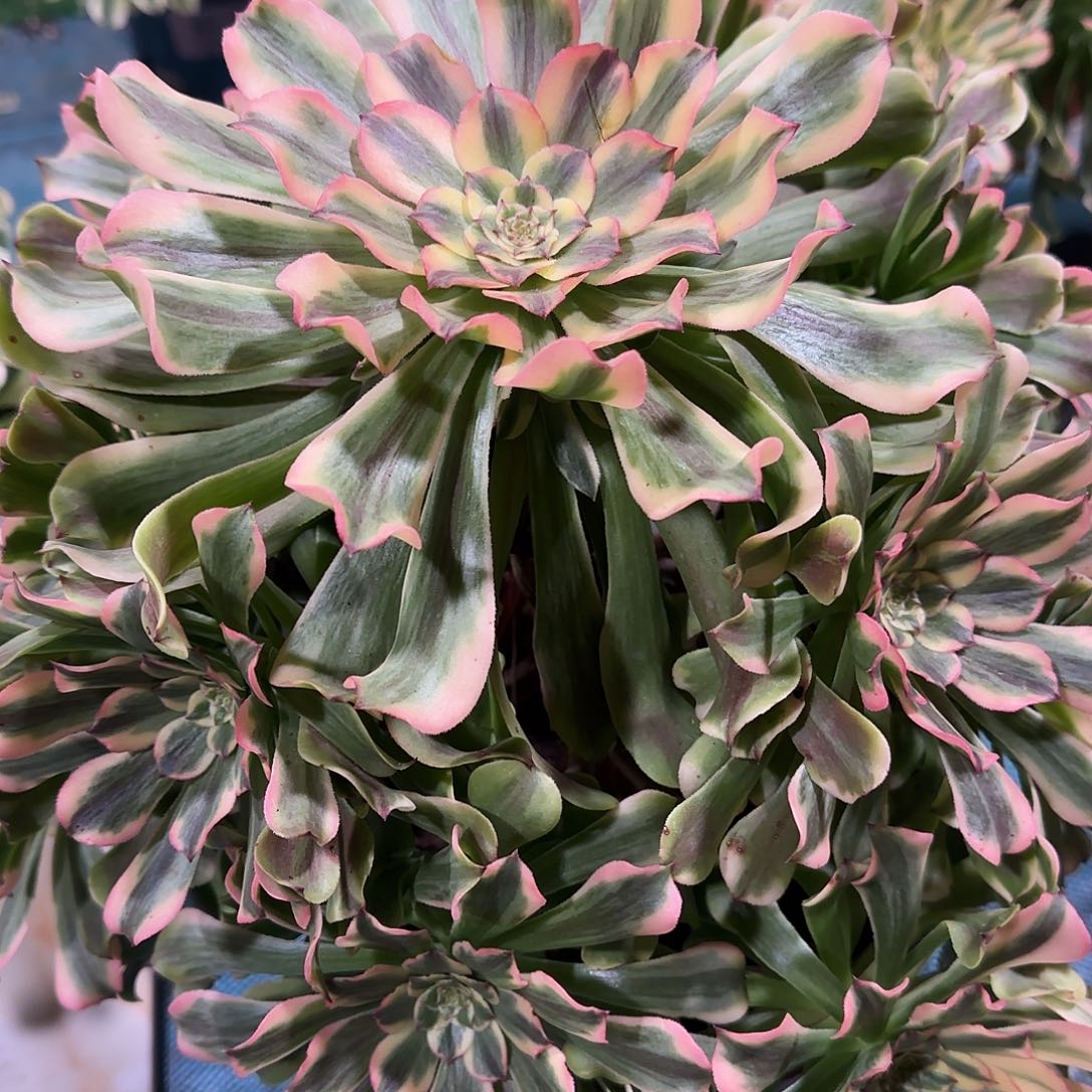 多肉植物黛玉006