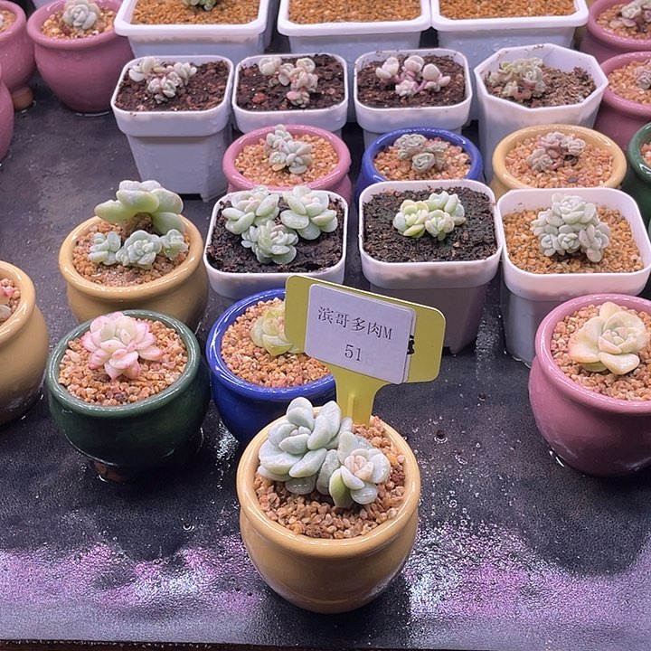 滨哥多肉M51双头白心冰玉石化