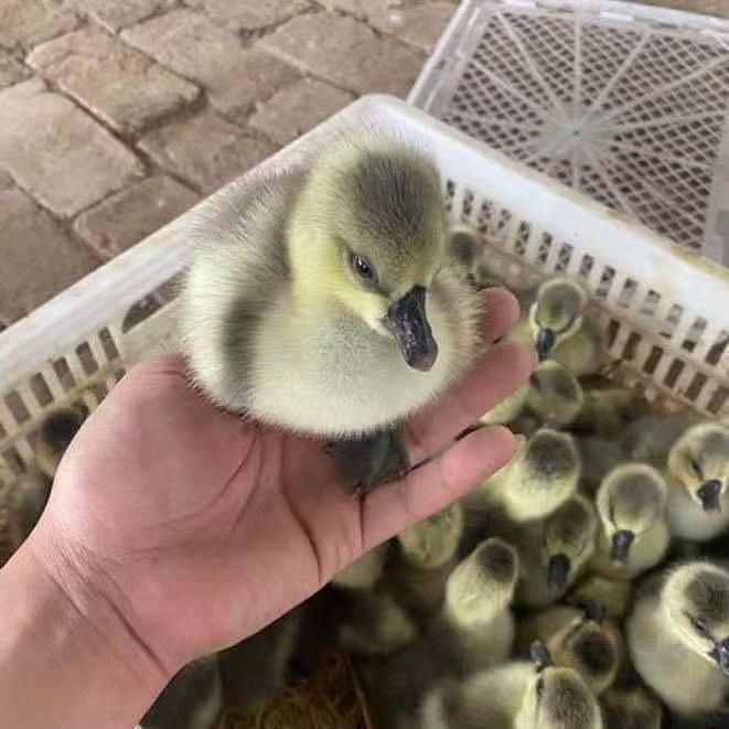 【灰娥】宠物鸭娥顺丰包活到家 