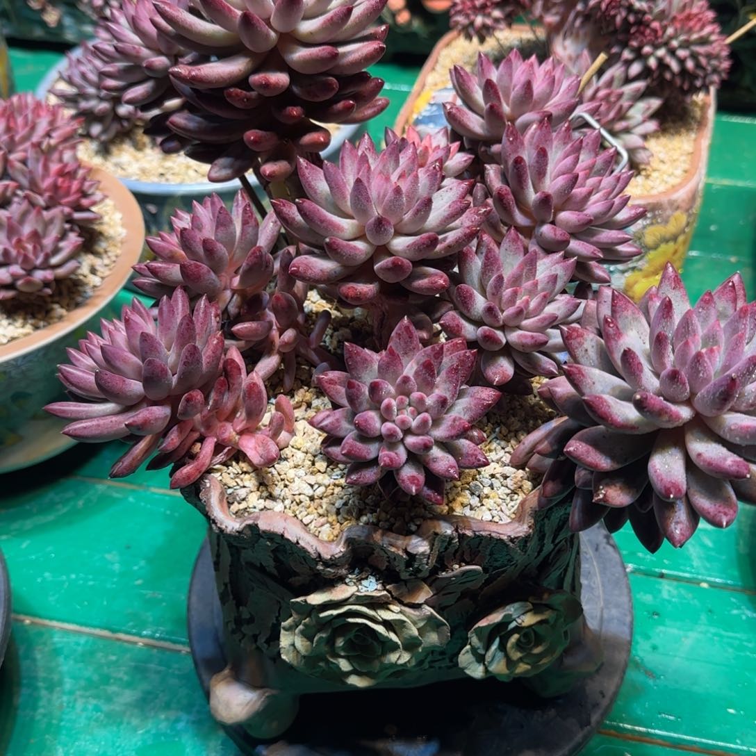 多肉植物一物一拍