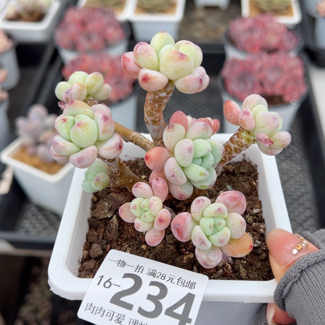 樱花罗绮多肉多肉多肉多肉